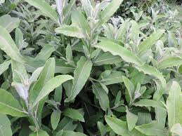 Image result for Laggera