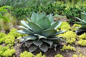 Get it in front of 17+ million uk buyers. Cactus Plants Botanical Garden Free Photo On Pixabay