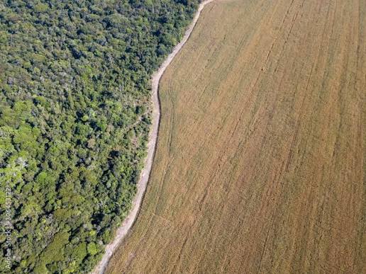 Aerial view of soy fields bordering the Amazon rainforest in Brazil.