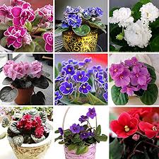 Order today with free shipping. 100 Pcs 24 Colors Violet Seeds African Violet Seeds Garden Potted Plants Violet Flowers Perennial Herb Matthiola Incana Seed Mixed Amazon Ca Patio Lawn Garden