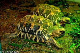 Image result for Urochloa platynota