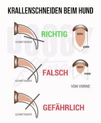 Krallenschneiden Beim Hund So Gehts Richtig Doggy Fitness Hunde Gesunde Hunde Hunde Korpersprache