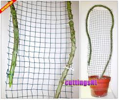 Image result for Ceropegia simplex