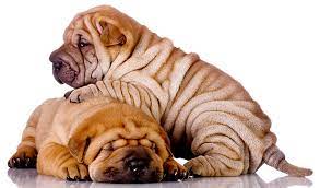 Why buy a shar pei puppy for sale if you can adopt and save a life? Shar Pei Dog Breed Guide Checking Out Their Pros And Cons