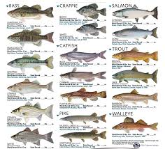 Freshwater Fish Species Freshwater Fish Fishing Chart