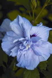 Tattoo vorlage mit schmetterling und hibiskus blumen. Die 14 Besten Ideen Zu Hibiskus Tattoo Hibiskus Tattoo Hibiskus Tatowierungen