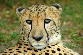 African Wildlife A Beautiful Face Of An African Cheetah Head Portrait Watching Ad Face Cheetah Head African Wil African Wildlife Wildlife African