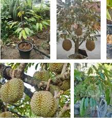 Merasa dapat durian runtuh, saya menjawab sekenanya, ?yah,… mau sih imel kelojotan setengah mati, ketika lidah saya menyapu dengan kasar klitorisnya. Pokok Durian Dalam Pasu Blog Muhasabahtrading Dot Com Tanaman Benih Menanam