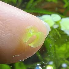 Image result for Wolffiella welwitschii