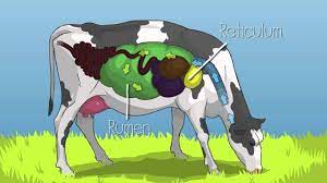 Mobile Dairy Classroom Learn About Cattle Eating Habits And Cow Digestion Grades 4 6 Youtube