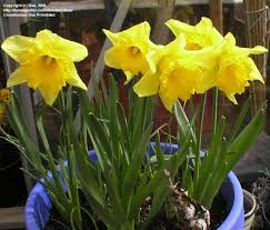 It is the earliest daffodil that i know of but that's usually february. Plantfiles Pictures Trumpet Narcissus Trumpet Daffodil Rijnveld S Early Sensation Narcissus By Baa