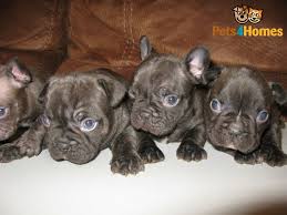 All my puppies are raised in my home, with small children to socialize them.my puppies will come up to date on vaccines. Chocolate French Bulldogs Birmingham West Midlands Pets4homes