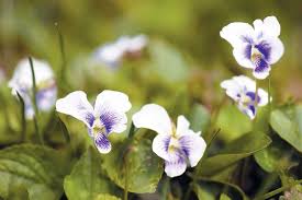If the yard is plagued by their presence, look upon them as lovely wildflowers rather than common weeds. Harvest Edible Wild Herbs 16 Backyard Delicacies