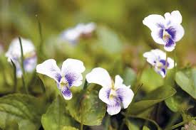 The flowers and seeds have a peppery taste. Harvest Edible Wild Herbs 16 Backyard Delicacies