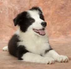 Karen moureaux is the breeder of contact point border collies and has owned border collies since 1989. Border Collie Rehoming Adoption Services Adopt Or Rehome A Border Collie Usa Canada Wide