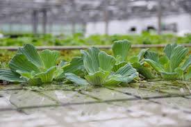 Image result for Pistia