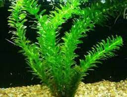 Hiasan aquarium yang berbentuk tanaman, baik plastik maupun khusus untuk bawah air, biasanya tidak harus sangat mahal dan lumayan mudah didapatkan. 10 Tanaman Air Terapung Yang Cocok Untuk Akuarium