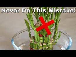 Secret To Grow Healthy Lucky Bamboo Plant Lucky Bamboo Plant Care Vastu Fengshui Spice Kitchen Youtu Lucky Bamboo Plants Bamboo Plant Care Lucky Bamboo