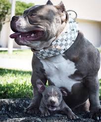 pin by timika thomas on bully in 2020 bully dog american bully pitbull dog