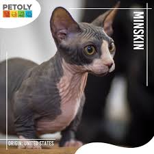 Die tiere sehen etwas anders aus als die bisher bekannten. Minskin Katzen
