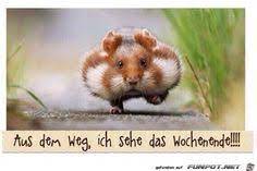Malvorlage für kinder und erwachsene. 17 Witzige Hamster Spruche Ideen Hamster Lustige Bilder Susse Hamster
