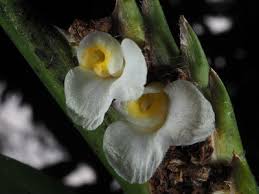 Image result for Maerua descampsii