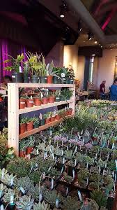 To be at the sale. Stuck On Cactus Sale In New Larger Aurora Venue Features Plethora Of Vendors And Plants Gazette Com