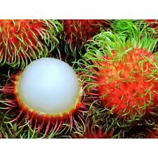 A rambutan is a tree from southeast asia. Rambutan Anak Sekolah Hybrib Shopee Malaysia