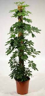 Schefflera Arboricola Very Versatile Plant Screen Hedge Accent Container Border Espalier Indoors Bon Screen Plants Trees To Plant Flowers Perennials