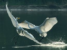 Kết quả hình ảnh cho cánh cò