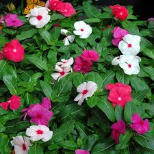 Image result for Vinca