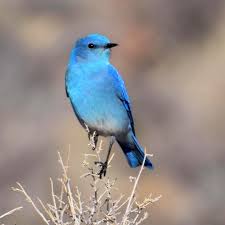 Bird Bird Bird Bird Is The Word National Park Service On Instagram A Well A Bird Bird Bird The Bird Is The Word Anyone Can Do Birdin National Parks Blue Bird National Park Service