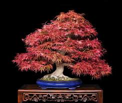 Live japanese maple bonsai tree 5 years old no reserve. Japanese Red Maple Seeds Bonsai Tree Acer Palmatum Atropurpureum Japanese Bonsai Bonsai Home Garden