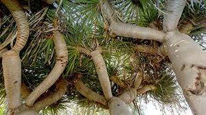 Dragon blood trees start blooming in february. Dragon Tree San Diego Zoo Animals Plants
