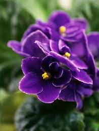 Top 10 Tips On How To Take Care For African Violets African Violets Violet Plant Goldfish Plant