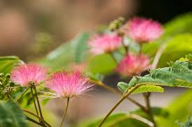 Image result for Albizia