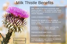 Milk Thistle 6 Amazing Health Benefits Drjockers Com Milk Thistle Milk Thistle Benefits Fatty Liver