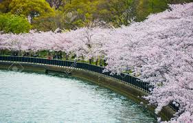 「桜ノ宮公園」の画像検索結果