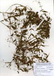 Image result for Oldenlandia affinis