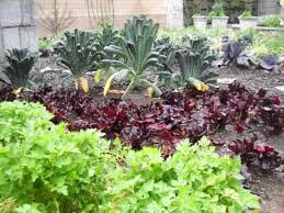 There are many reasons why this is a good idea: Maintaining A Vegetable Garden Hgtv