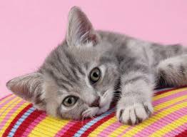 Ruyada Gri Beyaz Kedi Gormek Ruyandagor Com