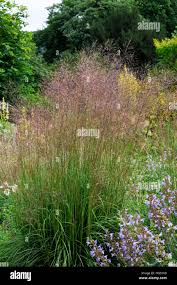 Image result for Chrysopogon