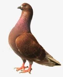 Cahaya, efek pencahayaan kreatif, dua lampu sorot putih, tekstur, sudut, lampu png. 23 Gambar Burung Merpati Terbang Kartun Burung Merpati Png Transparent Png Transparent Png Image Download Cara Menggambar Burung Merp Gambar Kartun Burung