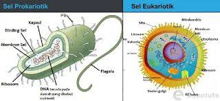 Perbedaan Eukariotik Dan Prokariotik Dalam Bentuk Tabel Perbedaan Eukariotik Dan Prokariotik Pdf Contoh Makalah Perbedaan Eukar Dinding Sel Biologi Transkripsi