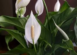 What kind of soil do you need to grow jalapenos? How Often Should You Water The Peace Lily Plus Common Mistakes To Avoid The Practical Planter