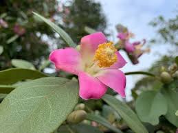 Image result for Lagunaria patersonia
