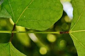 Image result for Erythrina lysistemon