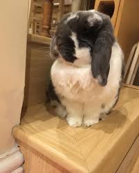 Pin By Lu On Bunnies Cute Baby Animals Pet Bunny Baby Animals