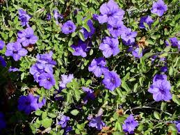 Image result for Ruellia praetermissa