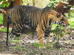 Black Tiger Variation Sometimes Caused By Much Thicker Strips Melanistic Animals Wild Animals Attack Rare Cats